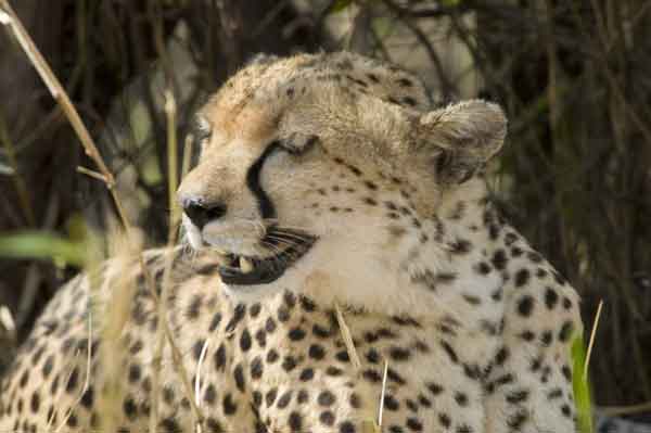 Guepardo - reserva nacional de Masai Mara - Kenia 05.jpg